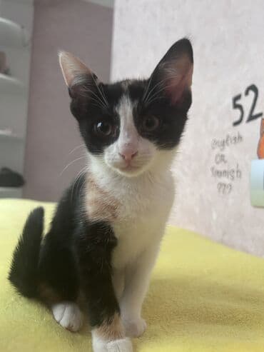 Dişi lalafo.az -da Dişi