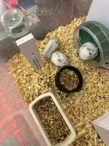 Cücə hamsterlər və tam aksesuar dəsti Джунгарик здоровые и активные lalafo.az -da Cücə hamsterlər və tam aksesuar dəsti Джунгарик здоровые и активные