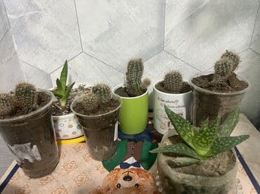 Sekildeki bitkiler her biri 1 azn lalafo.az -da Sekildeki bitkiler her biri 1 azn