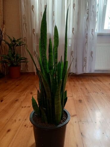 Sansevieria (Qayın dili) – otaq bitkisi - Növ: Sansevieria lalafo.az -da Sansevieria (Qayın dili) – otaq bitkisi - Növ: Sansevieria