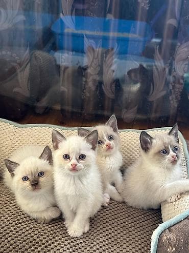 Britan lalafo.az -da Britan