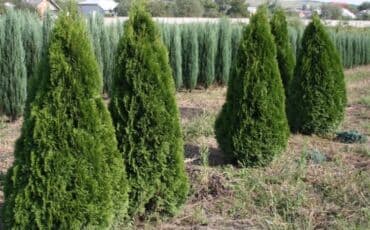 Удобрения: Thuja toxumları, sərv, Arizona sərv, mavi thuja, qərb thuja və şərq at lalafo.az — 13 Удобрения: Thuja toxumları, sərv, Arizona sərv, mavi thuja, qərb thuja və şərq — 13