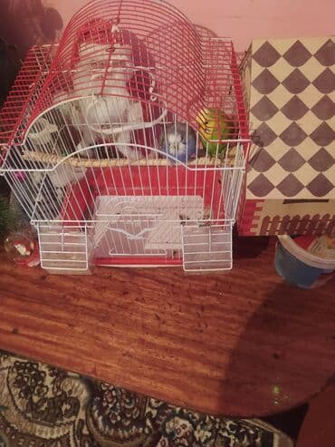 2 cut papuqay yuvası ilə birlikdə satilir qiymət 30 manat lalafo.az -da 2 cut papuqay yuvası ilə birlikdə satilir qiymət 30 manat