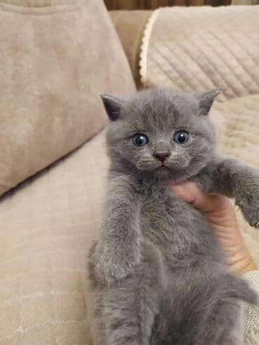 Britan lalafo.az -da Britan