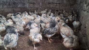 Cücə (Selebrsiz (yumurtalıq)) (40-50 günlük) Hamısı sağlam lalafo.az -da Cücə (Selebrsiz (yumurtalıq)) (40-50 günlük) Hamısı sağlam