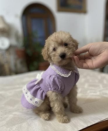 Pudel, 2 ay, Dişi, Pulsuz çatdırılma lalafo.az -da Pudel, 2 ay, Dişi, Pulsuz çatdırılma