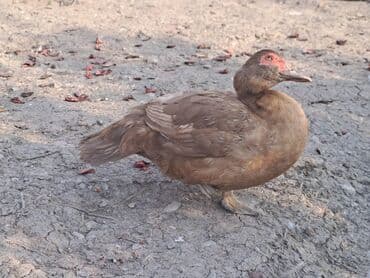 Варенье: Lal ördəklər satılır qiymət saya və cinsinə görə dəyişir at lalafo.az — 24 Варенье: Lal ördəklər satılır qiymət saya və cinsinə görə dəyişir — 24