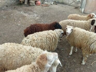 Quzu, Erkək, ay: 8, 15 kq, Ətlik, Pulsuz çatdırılma lalafo.az -da Quzu, Erkək, ay: 8, 15 kq, Ətlik, Pulsuz çatdırılma