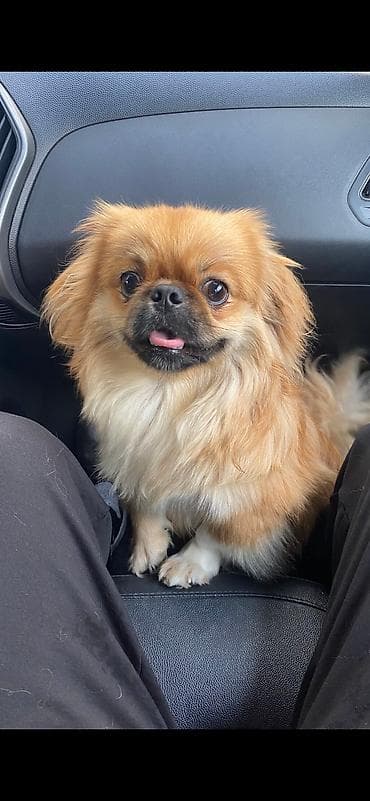 Erkək təmiz pekinesdir tam sağlamdır cütləşdirməyə təmiz dişi pekines lalafo.az -da Erkək təmiz pekinesdir tam sağlamdır cütləşdirməyə təmiz dişi pekines