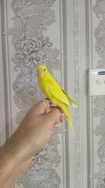 Satılır sağlam və aktiv quşlar,ələ öyrətmək və danışdırmaq üçün və ya lalafo.az -da Satılır sağlam və aktiv quşlar,ələ öyrətmək və danışdırmaq üçün və ya