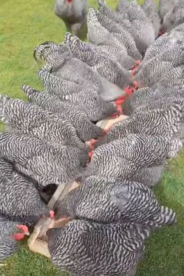 Toyuq, Australorp, Rahibə, Brama, Yumurtalıq, Pulsuz çatdırılma lalafo.az -da Toyuq, Australorp, Rahibə, Brama, Yumurtalıq, Pulsuz çatdırılma