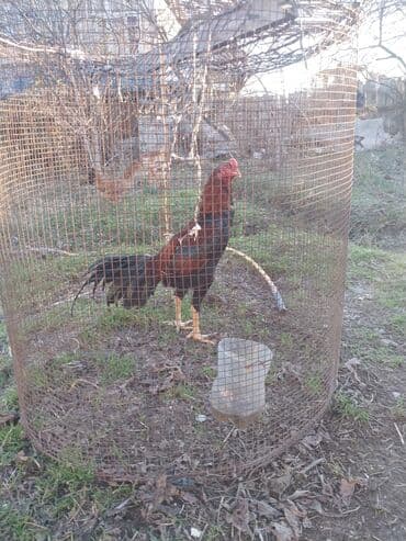 Salam damazliqa ve doyuwe cox super xoruzdu ber ve yerine vurur qanida lalafo.az -da Salam damazliqa ve doyuwe cox super xoruzdu ber ve yerine vurur qanida