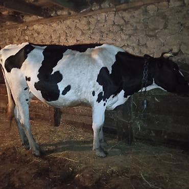 Birinci qarın doğmuş inək satılır.3 aylıq balası var,Heyvan İsmayıllı at lalafo.az Birinci qarın doğmuş inək satılır.3 aylıq balası var,Heyvan İsmayıllı
