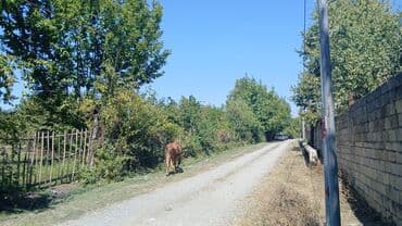 30 sot, Tikinti, Mülkiyyətçi, Kupça (Çıxarış) lalafo.az -da 30 sot, Tikinti, Mülkiyyətçi, Kupça (Çıxarış)