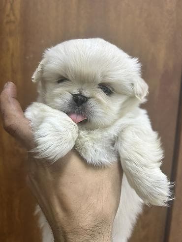 Pekines, 2 ay, Dişi, Sənədli, Pulsuz çatdırılma lalafo.az -da Pekines, 2 ay, Dişi, Sənədli, Pulsuz çatdırılma