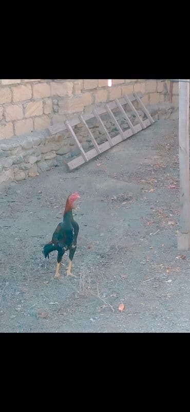 Məhsul: Qara-qırmızı rəngli döyüş tipli xoruz Təsvir: - Uzunboyun lalafo.az -da Məhsul: Qara-qırmızı rəngli döyüş tipli xoruz Təsvir: - Uzunboyun