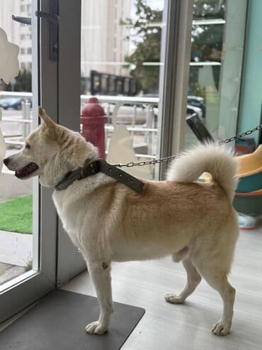 Xaski (Pitbulla qarışıq) Cütləşmə üçün uyğun ölçüdə, təmiz və sağlam lalafo.az -da Xaski (Pitbulla qarışıq) Cütləşmə üçün uyğun ölçüdə, təmiz və sağlam