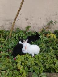 14 oktyabrda olublar 11 ədəd. 5m - Növ: dekorativ ev dovşanları - lalafo.az -da 14 oktyabrda olublar 11 ədəd. 5m - Növ: dekorativ ev dovşanları -