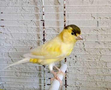 Sarı qarabaş erkək 8aylıqdı super oxuyur 0555381797 lalafo.az -da Sarı qarabaş erkək 8aylıqdı super oxuyur 0555381797