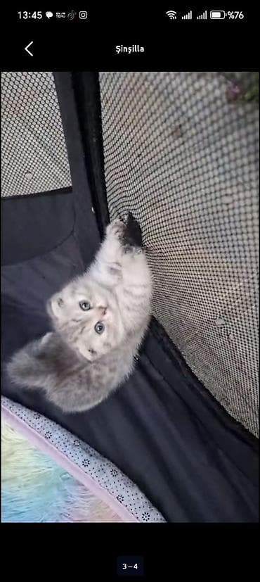 Şinşilla lalafo.az -da Şinşilla