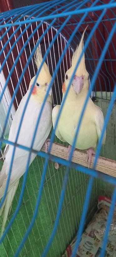 Salam Erkek Satilir Tam cute hazir Yas yarimliq.Disi uctu deye tek lalafo.az -da Salam Erkek Satilir Tam cute hazir Yas yarimliq.Disi uctu deye tek