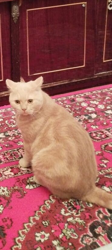 Бусы: Британская at lalafo.az — 1 Бусы: Британская — 1