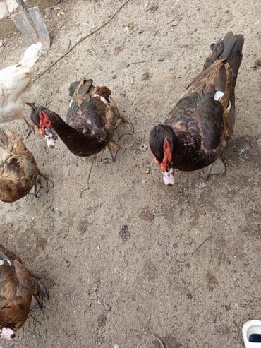 Krasnodar və lavanda sortu 6 aylıg lal ördəklər kəsib də satıram 1 kg lalafo.az -da Krasnodar və lavanda sortu 6 aylıg lal ördəklər kəsib də satıram 1 kg