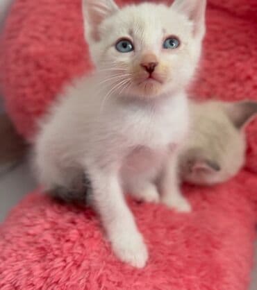 Yaxşı əllərə lalafo.az -da Yaxşı əllərə