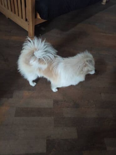 IT SATILIR CINS SPITS QARISIQ 1 YAS DISI. TECILI 300 AZN lalafo.az -da IT SATILIR CINS SPITS QARISIQ 1 YAS DISI. TECILI 300 AZN