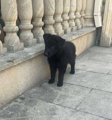 1 ay, Peyvəndli lalafo.az -da 1 ay, Peyvəndli