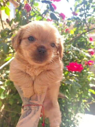 Pekines, 3 ay, Dişi, Ünvandan götürmə lalafo.az -da Pekines, 3 ay, Dişi, Ünvandan götürmə