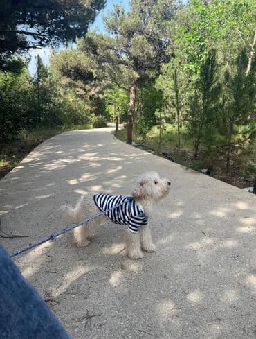 Pudel, 10 ay, Erkek, Ünvandan götürmə lalafo.az -da Pudel, 10 ay, Erkek, Ünvandan götürmə