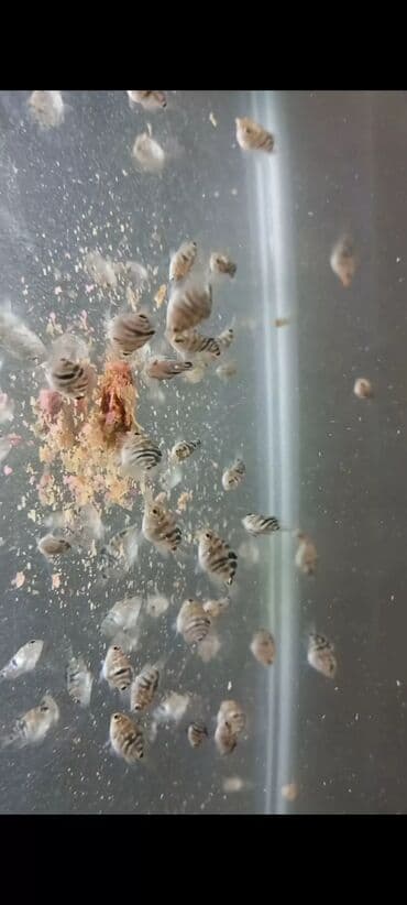 Balıqlar: Sülhsevər, Ünvandan götürmə, Ödənişli çatdırılma lalafo.az -da — 7 Balıqlar: Sülhsevər, Ünvandan götürmə, Ödənişli çatdırılma — 7