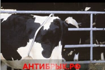 Tekmesavar Antibrik Heyvan tekmesine qarsi Sağım zamanl İribuynuzlu lalafo.az -da Tekmesavar Antibrik Heyvan tekmesine qarsi Sağım zamanl İribuynuzlu