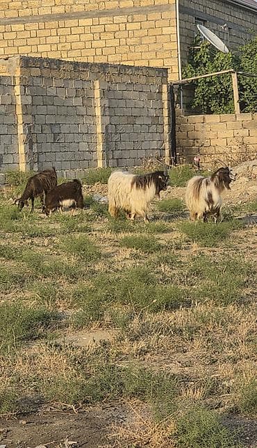Heyvanlar tam sağlamdır 1 erkək 3 dişidir ikisi bir dəfə doğub biri lalafo.az -da Heyvanlar tam sağlamdır 1 erkək 3 dişidir ikisi bir dəfə doğub biri