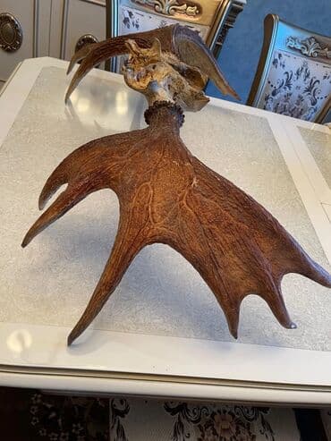 Məhsul: Maral buynuzu (kəllə sümüyünün hissəsi ilə birlikdə) Təsvir lalafo.az -da Məhsul: Maral buynuzu (kəllə sümüyünün hissəsi ilə birlikdə) Təsvir