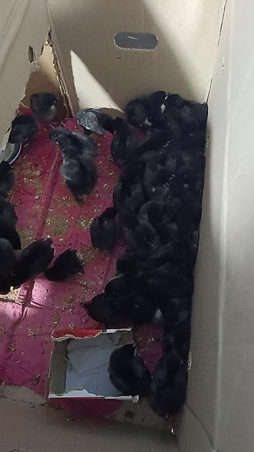 Toyuq cücələri, Damazlıq lalafo.az -da Toyuq cücələri, Damazlıq