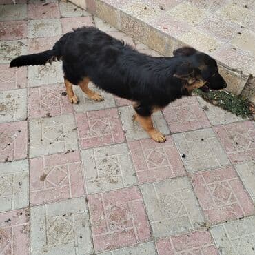 Alman çoban iti lalafo.az -da Alman çoban iti