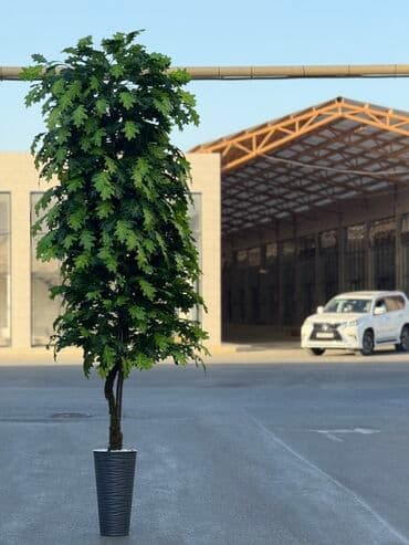 Bitki dərmanları: Böyük ölçülü dekorativ qapalı-açıq bitki (qazon ağacı görünüşlü) – lalafo.az -da — 3 Bitki dərmanları: Böyük ölçülü dekorativ qapalı-açıq bitki (qazon ağacı görünüşlü) – — 3