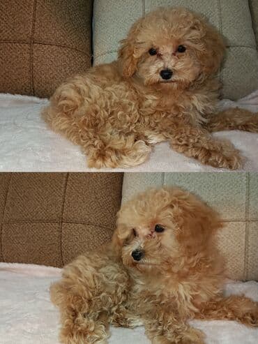 Pudel, 3 ay, Dişi, Peyvəndli, Ünvandan götürmə lalafo.az -da Pudel, 3 ay, Dişi, Peyvəndli, Ünvandan götürmə