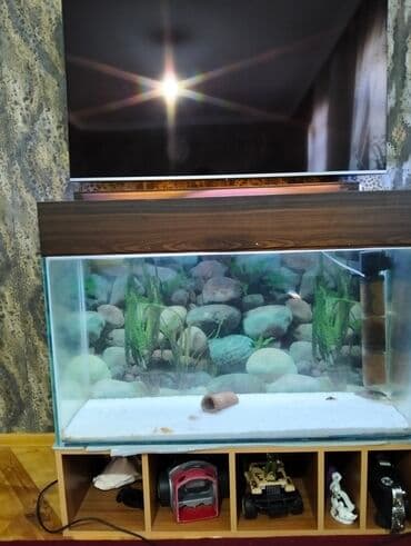 Dördbucaq akvarium, Boş, 500 l lalafo.az -da Dördbucaq akvarium, Boş, 500 l