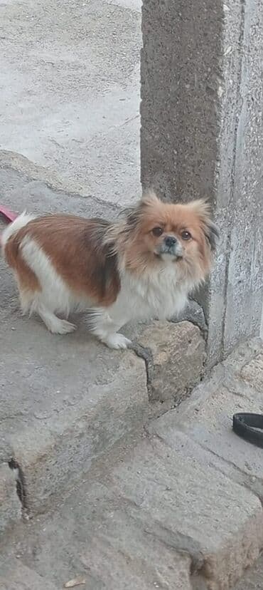 Pekines lalafo.az -da Pekines