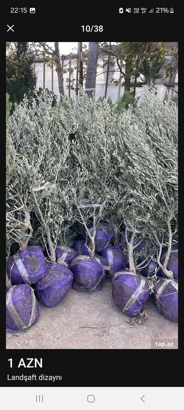 Ландшафтные работы: Məhsul/xidmət: Landşaft dizaynı və hazır qazon (rulet qazon) işləri at lalafo.az — 6 Ландшафтные работы: Məhsul/xidmət: Landşaft dizaynı və hazır qazon (rulet qazon) işləri — 6