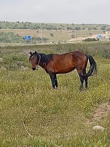 Erkək, il: 8, Ödənişli çatdırılma lalafo.az -da Erkək, il: 8, Ödənişli çatdırılma