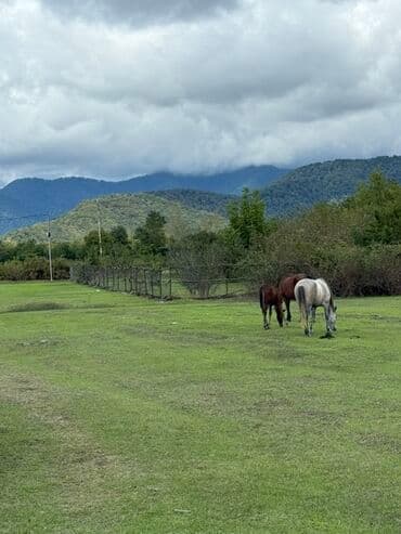 23 sot, Tikinti, Mülkiyyətçi, Kupça (Çıxarış) lalafo.az -da 23 sot, Tikinti, Mülkiyyətçi, Kupça (Çıxarış)