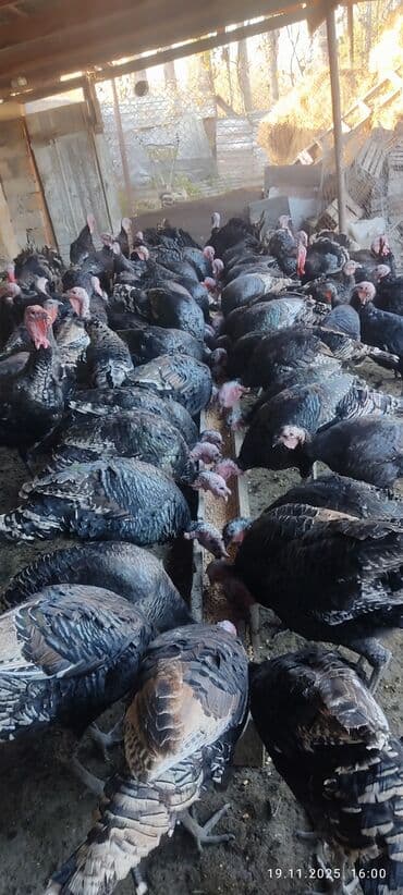 Məhsul: Hind toyuqları
hinduşka yerli sort lalafo.az -da Məhsul: Hind toyuqları
hinduşka yerli sort