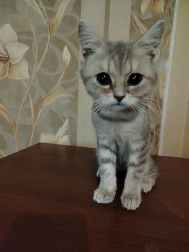 Şotland, Erkək, Ünvandan götürmə lalafo.az -da Şotland, Erkək, Ünvandan götürmə