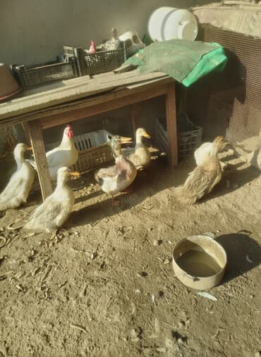 Ördek və toyuq qarışıq ev quşları - Təsvir: Şəkillərdə təsərrüfat lalafo.az -da Ördek və toyuq qarışıq ev quşları - Təsvir: Şəkillərdə təsərrüfat