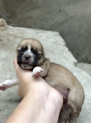 Pekines, Dişi lalafo.az -da Pekines, Dişi