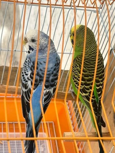 Лекарства для животных: Dalğalı iki cüt tutuquşular tam dəst qəfəs və yuvalıq ile bir yerde at lalafo.az — 8 Лекарства для животных: Dalğalı iki cüt tutuquşular tam dəst qəfəs və yuvalıq ile bir yerde — 8